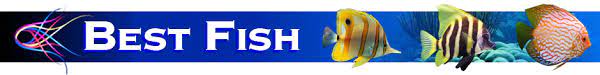Company logo of Best Fish
