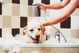 Community Bark Dog Wash & Groom - Bayside