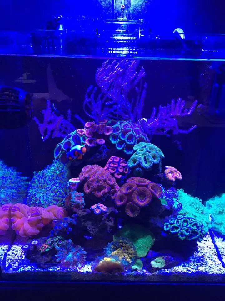 Aquatic Realmz Aquarium Maintenance & Design