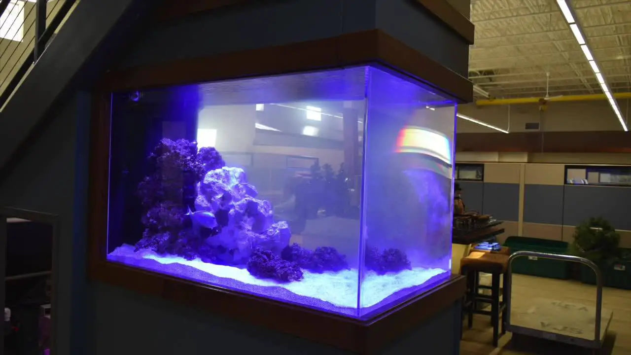 Aquatic Realmz Aquarium Maintenance & Design