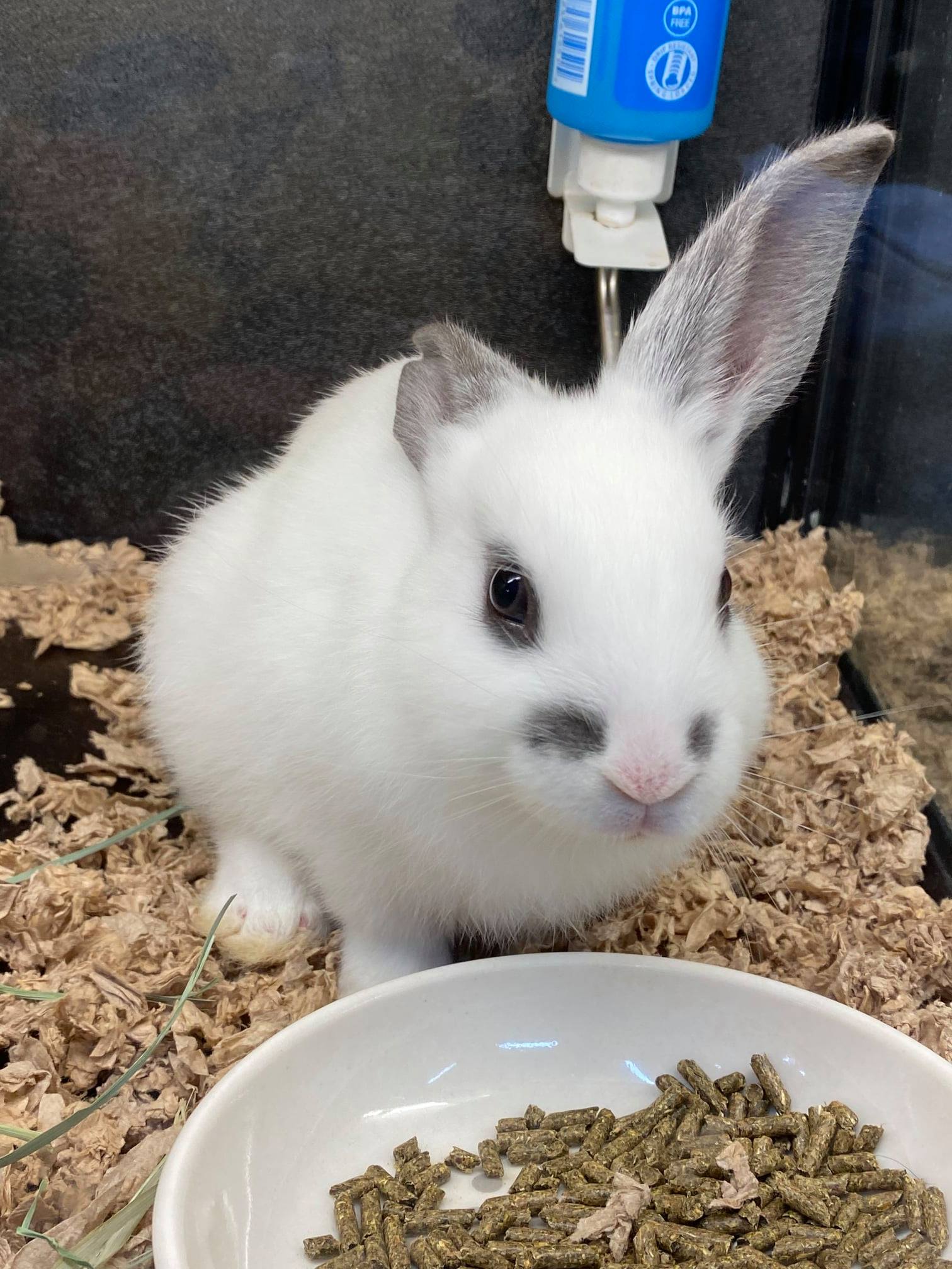 Shrewsbury Family Pet Shop