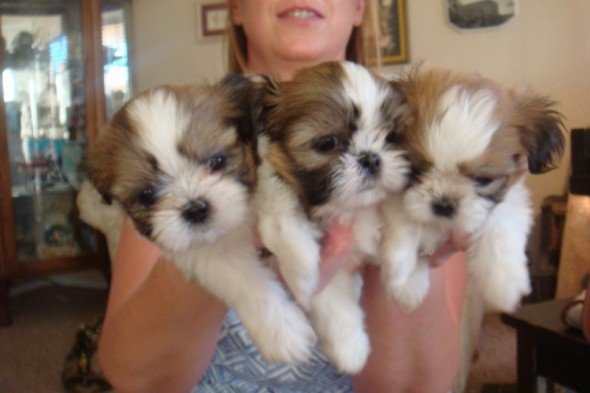 Puppy Love Shih Tzu