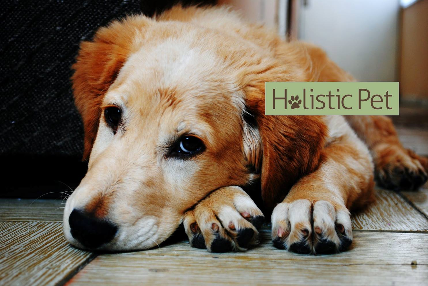 Nashville Holistic Pet