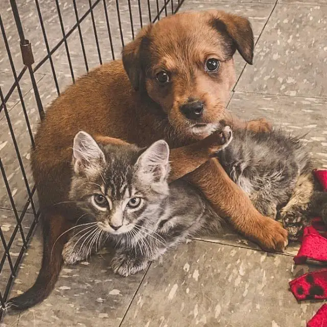 Love at First Sight! Puppy and Kitten Adoption Center