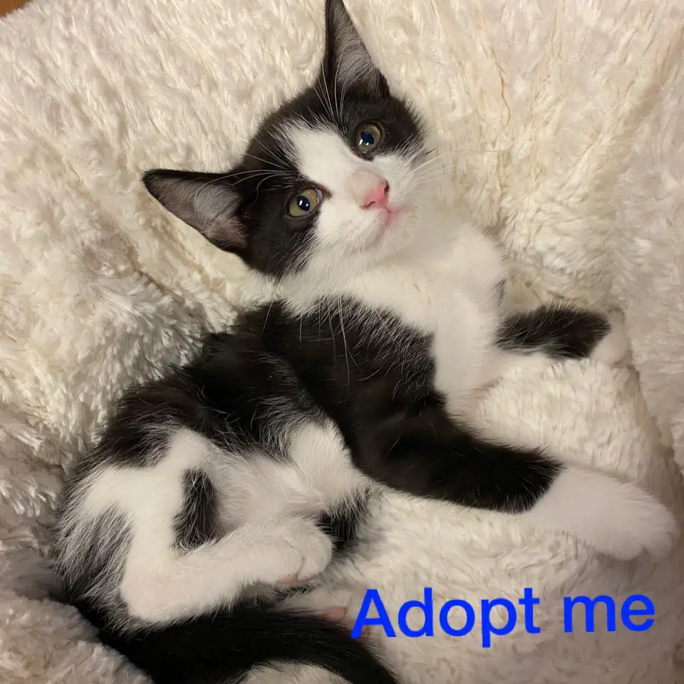 Love at First Sight! Puppy and Kitten Adoption Center