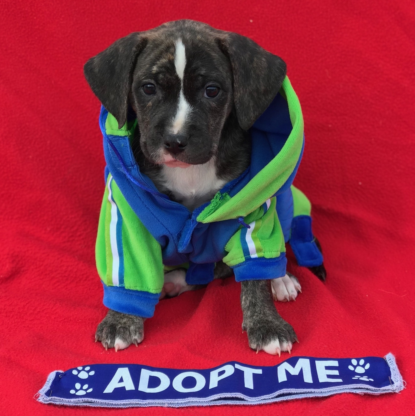 Love at First Sight! Puppy and Kitten Adoption Center