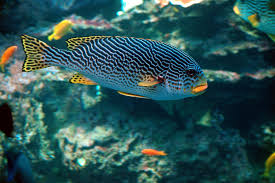 Exotic Fish & Corals
