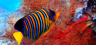 Exotic Fish & Corals