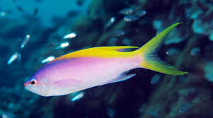 Bay Bridge Aquarium