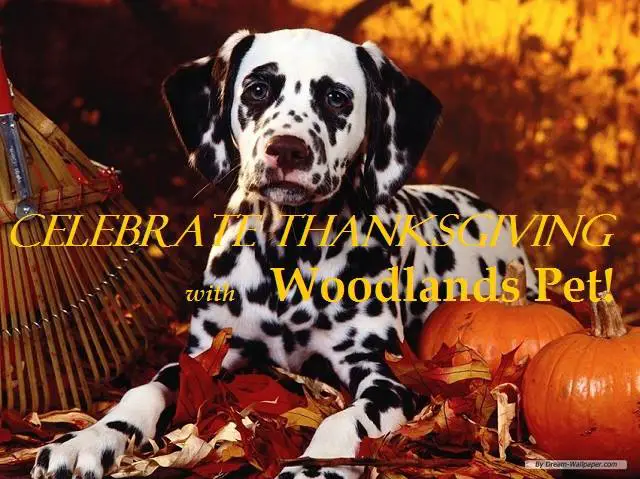 Woodlands Pet Food & Treats