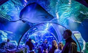 Concord Aquarium
