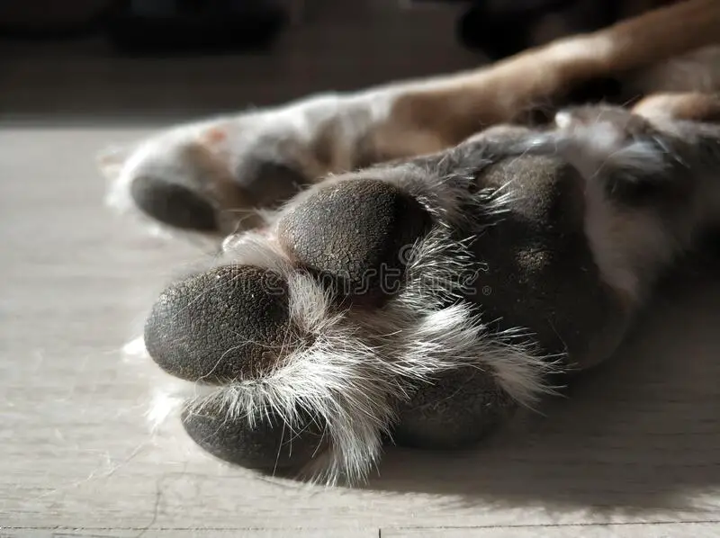 Furry Paws