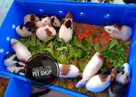 All in 1 Petshop