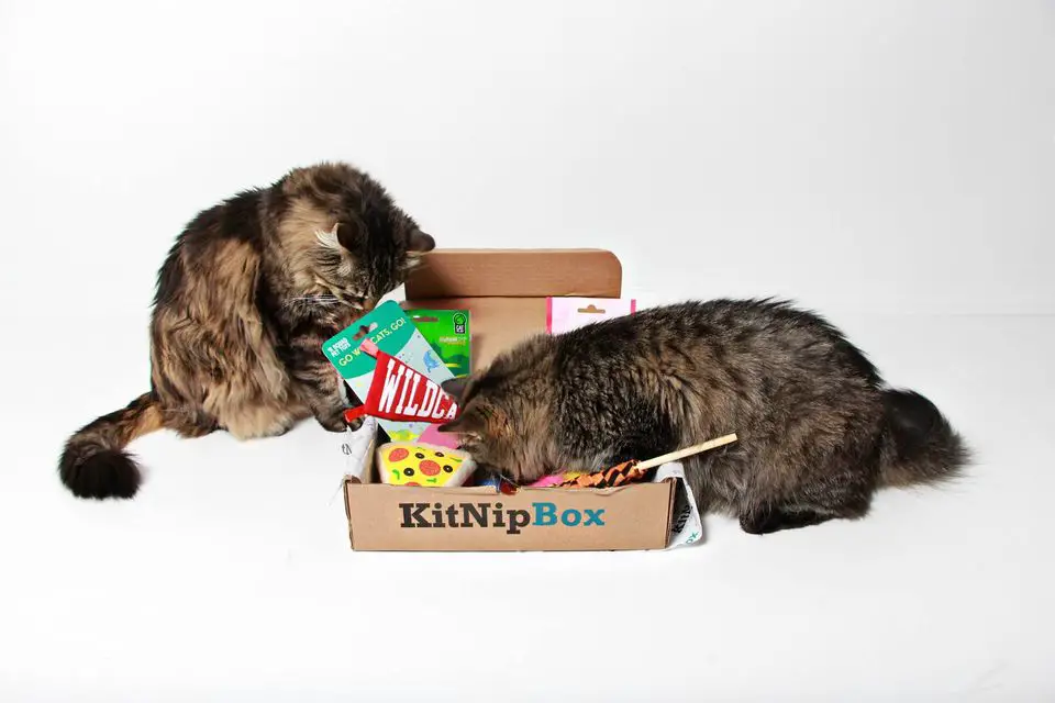 KitNipBox