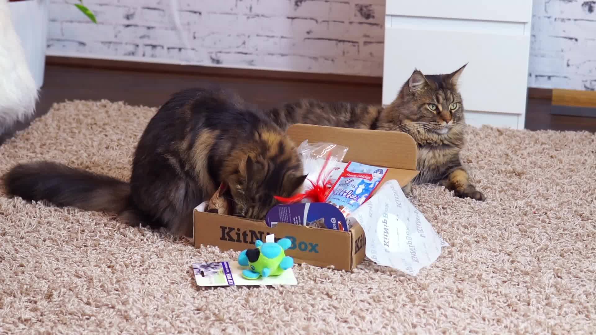 KitNipBox