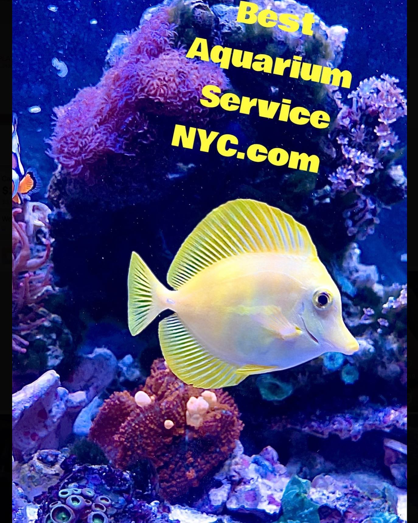 Best Aquarium Service NYC, Inc.