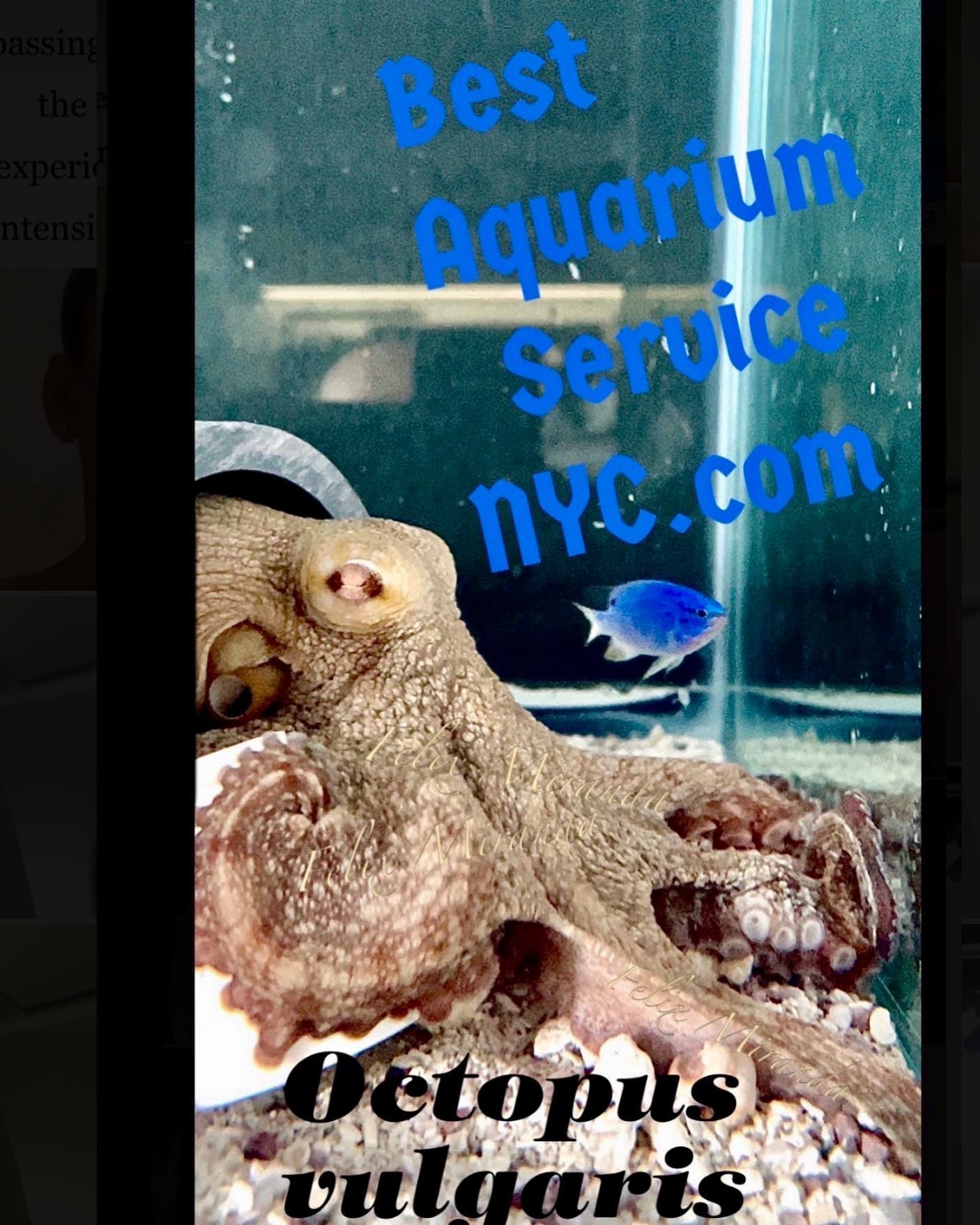 Best Aquarium Service NYC, Inc.