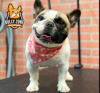 Bully Zone Pet Supplies & Pet Grooming