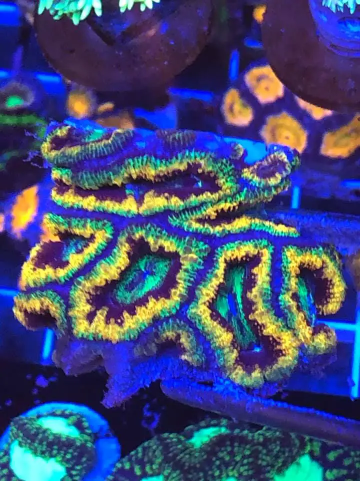 Reef Kingdom