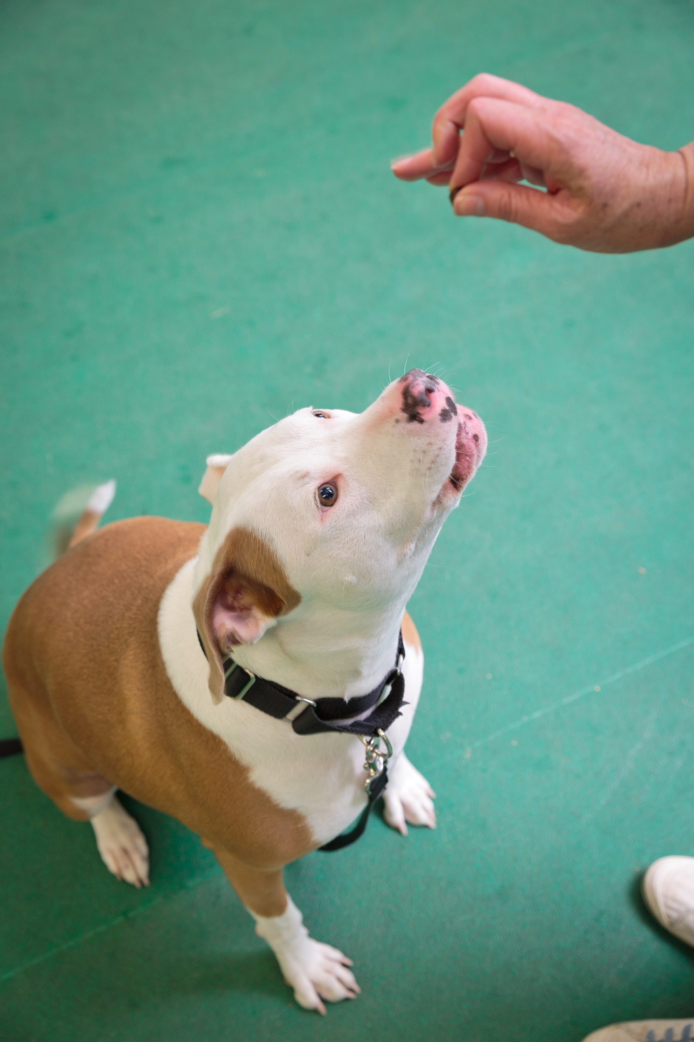 Nebraska Humane Society