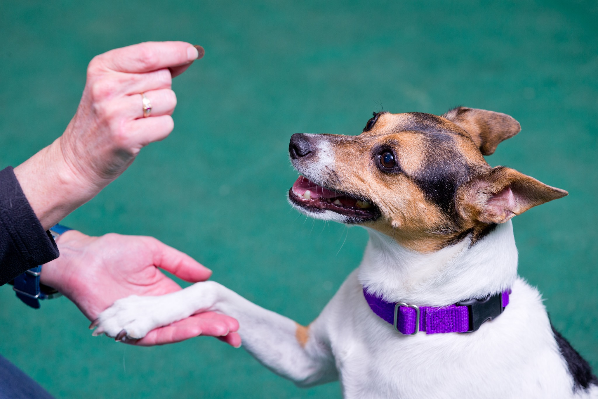 Nebraska Humane Society