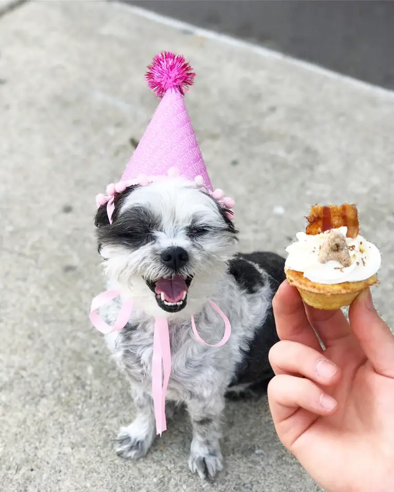 Amelie's Bark Shop