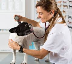 Fairmount Animal Hospital