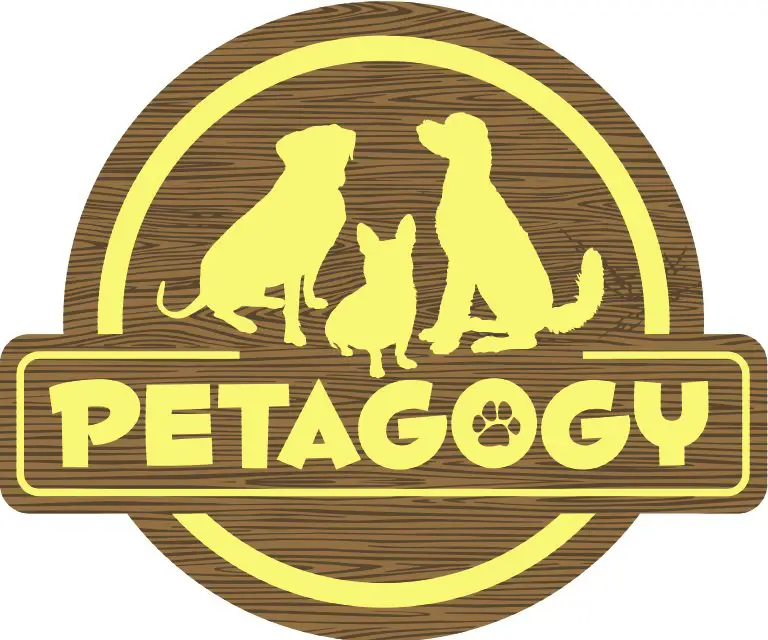 Company logo of Petagogy