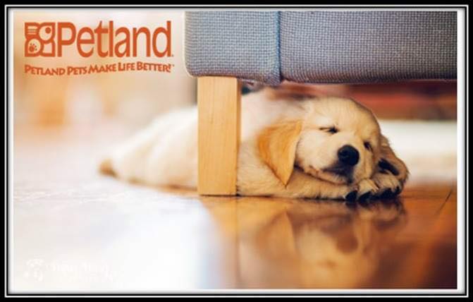 Petland Robinson