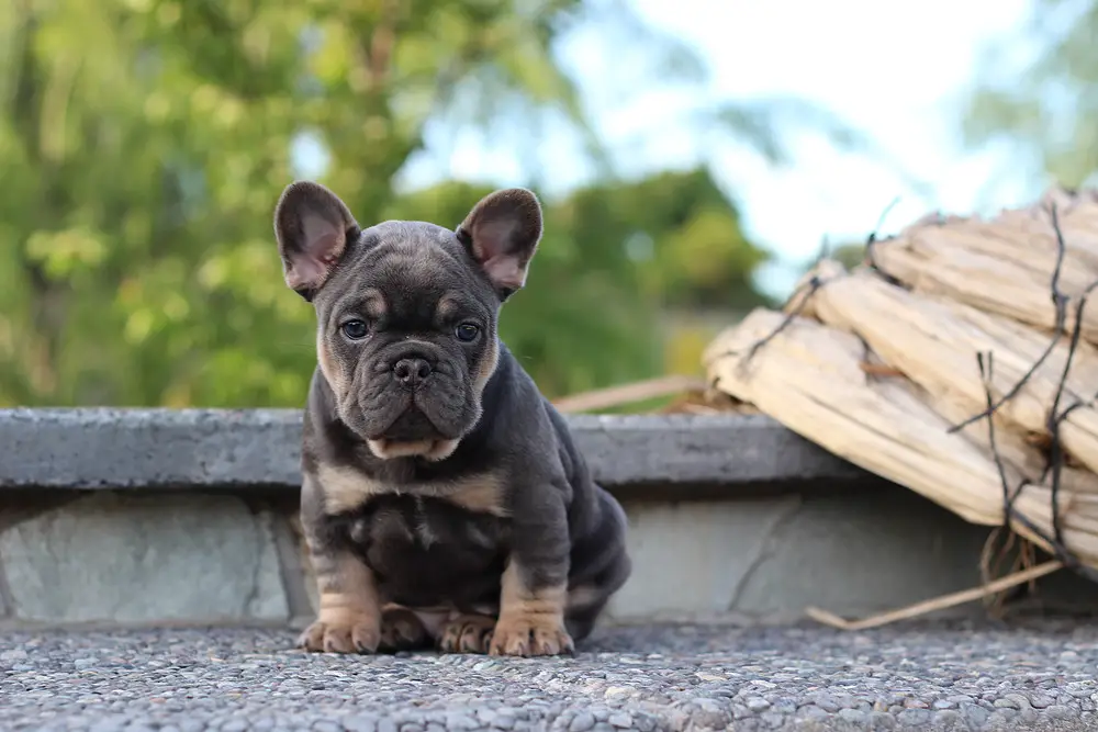 Puppies & Boutique