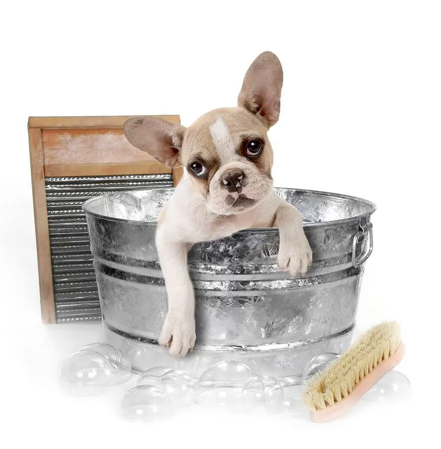 Healthy Pet Grooming