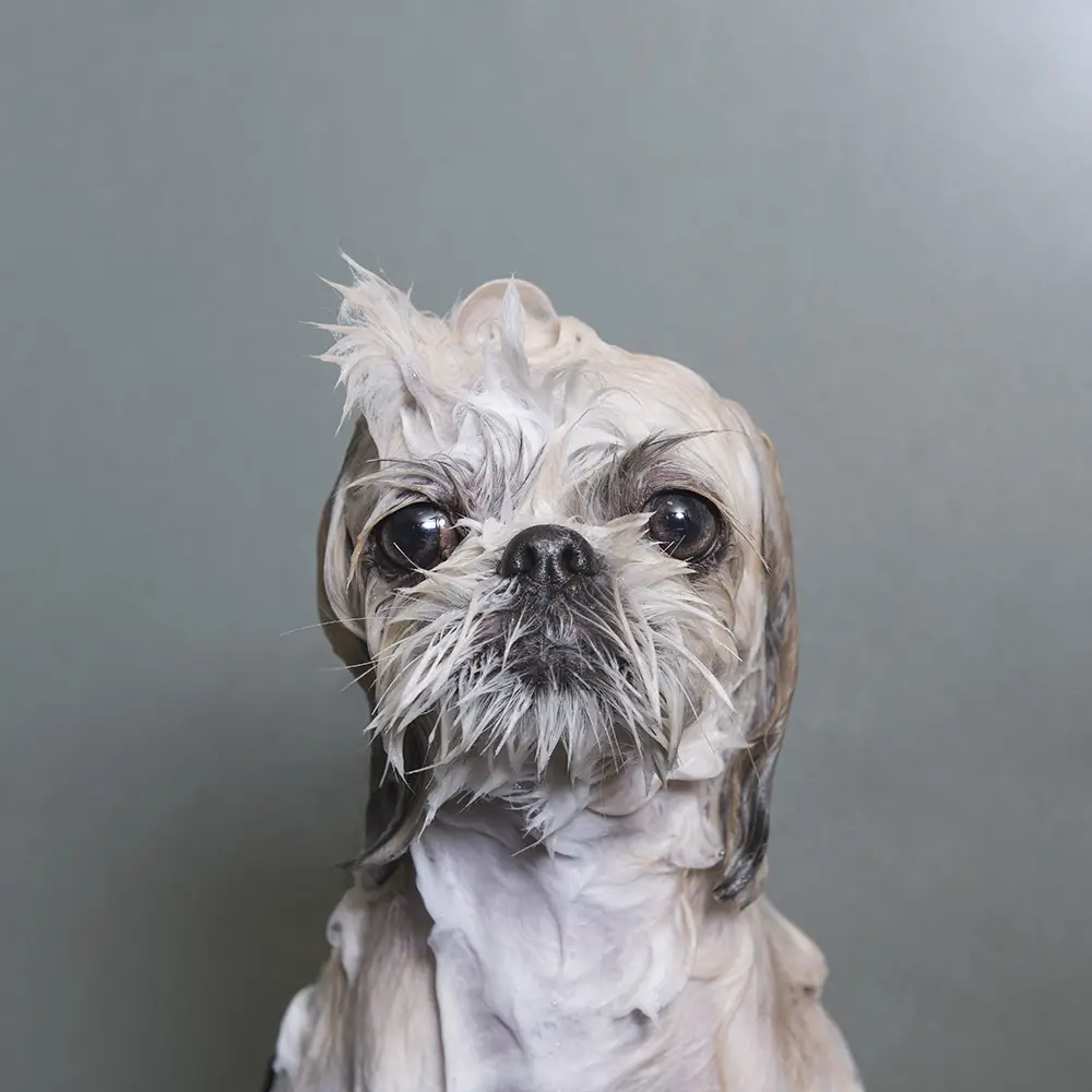 Maine Soggy Dog | Dog Wash & Spa