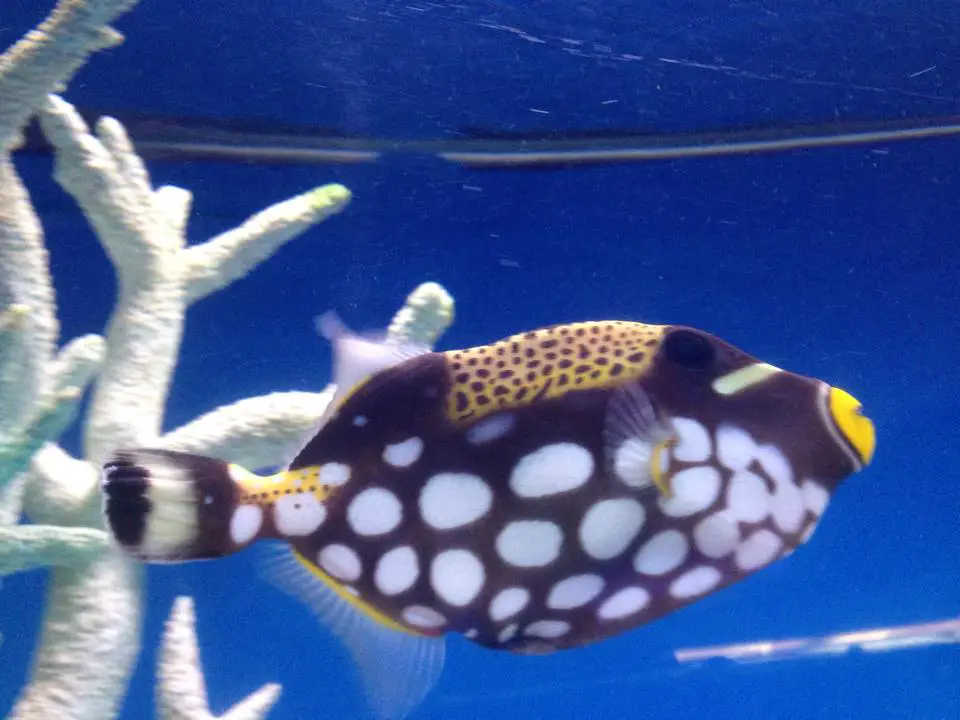 Fish Bowl Aquarium & Pet Mart