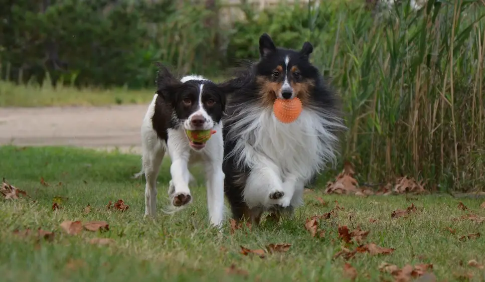 Crossbones Dog Academy