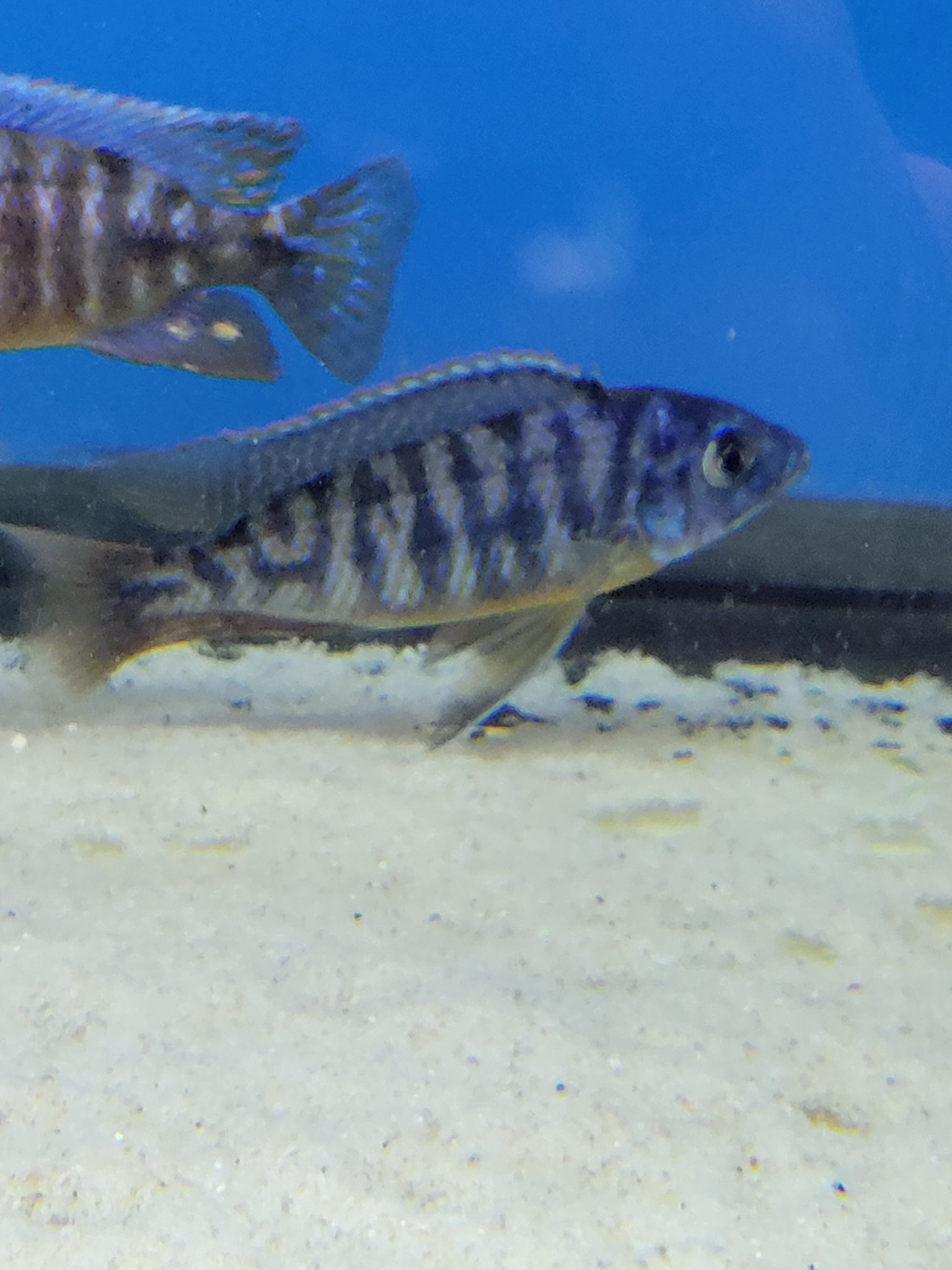 Keystone cichlids llc