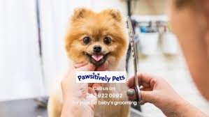 Pawsitively Pets