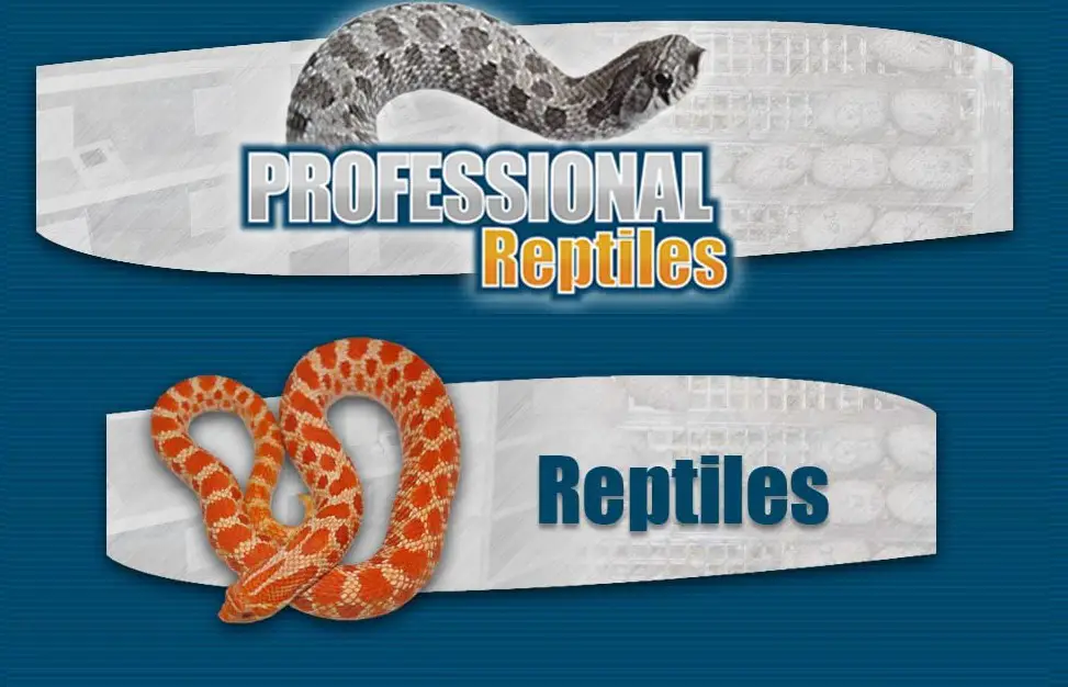 Company logo of Professional Reptiles