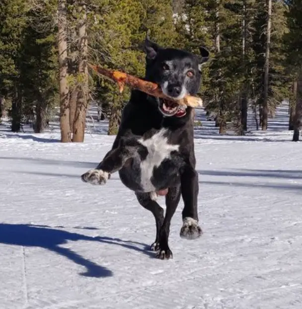 Mountain Dog Cycling