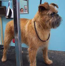 Dogma Grooming + Pet Needs