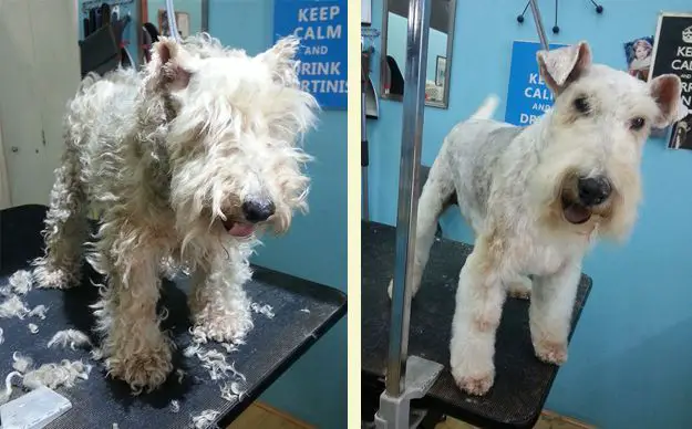 Dogma Grooming + Pet Needs