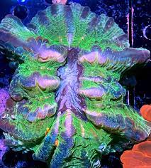 Tiki Corals