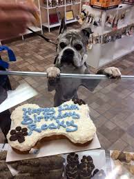 Jackboy's Dog Bakery