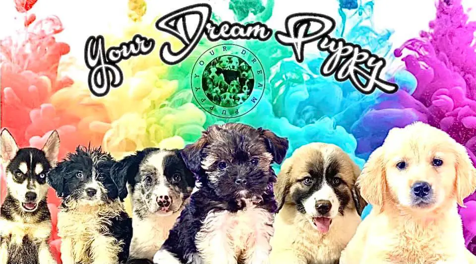 yourdreampuppy.com