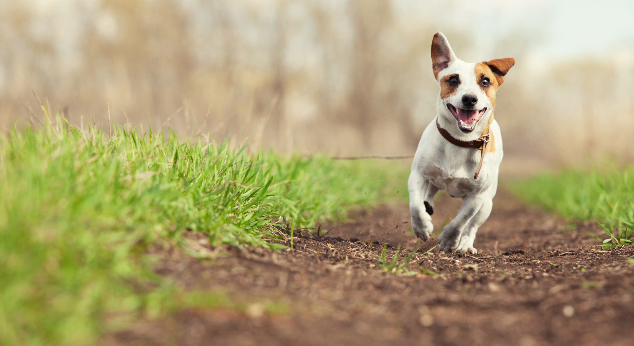 Lakewind Kennels