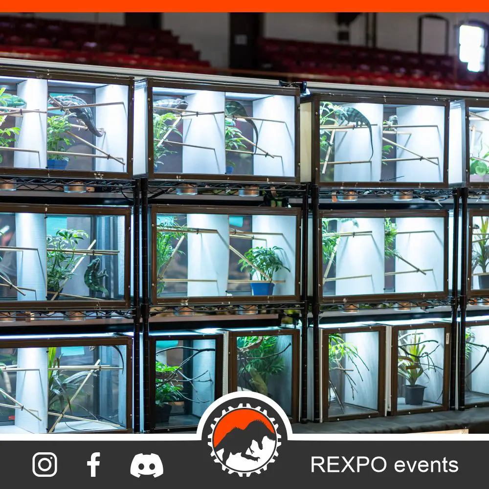 REXPO • Reptile Events