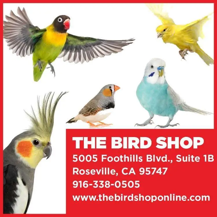 The Bird Shop