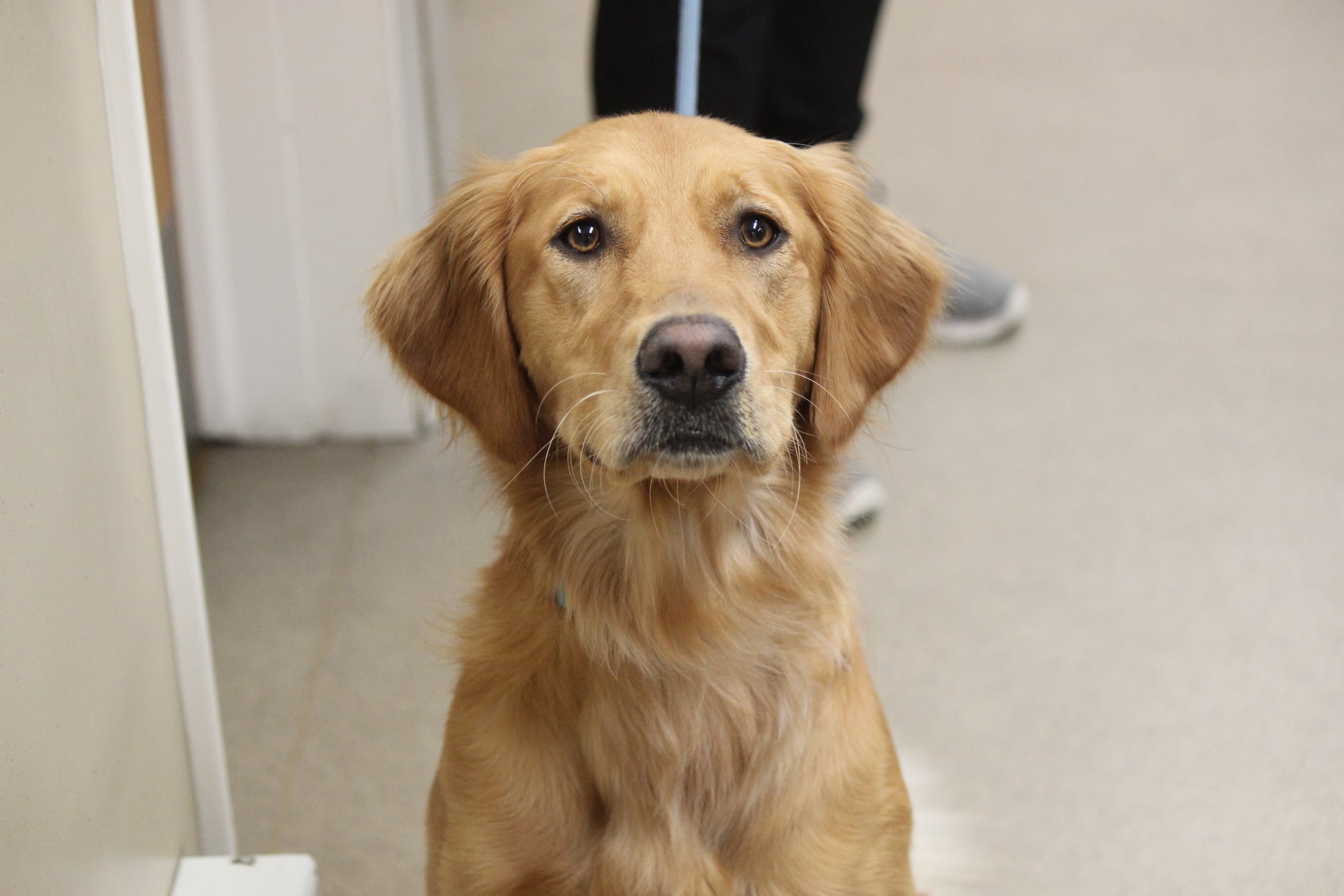 St. Paul Pet Hospital