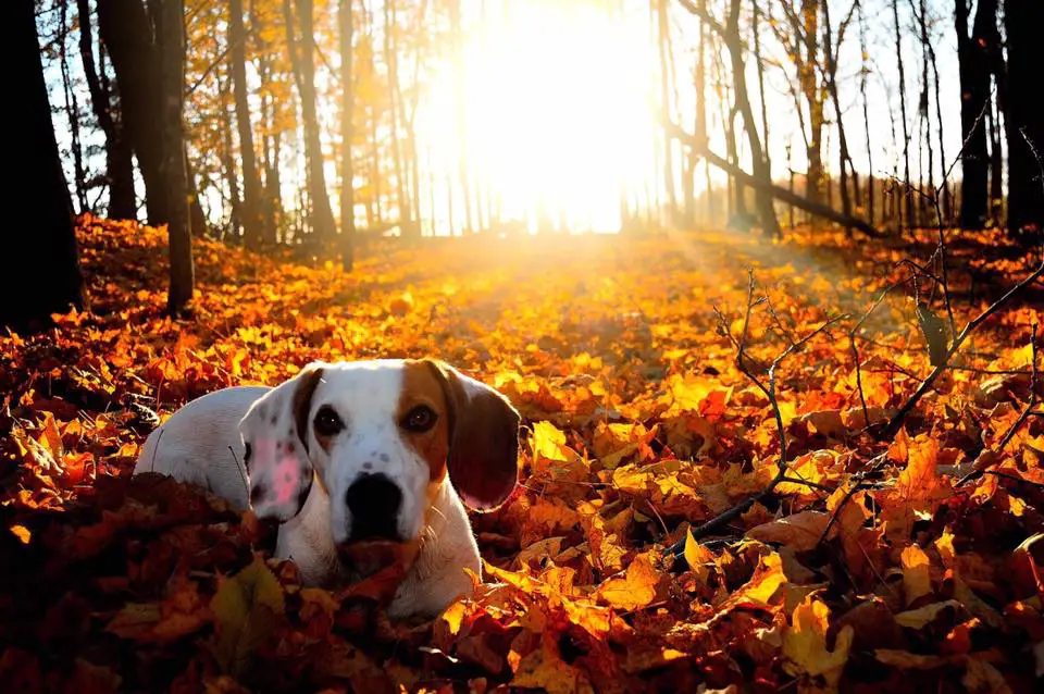 Scenic Hills Animal Hospital