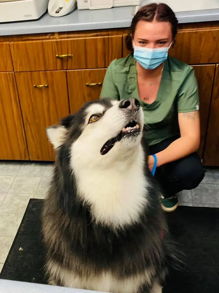 Salt Lake Veterinary Services