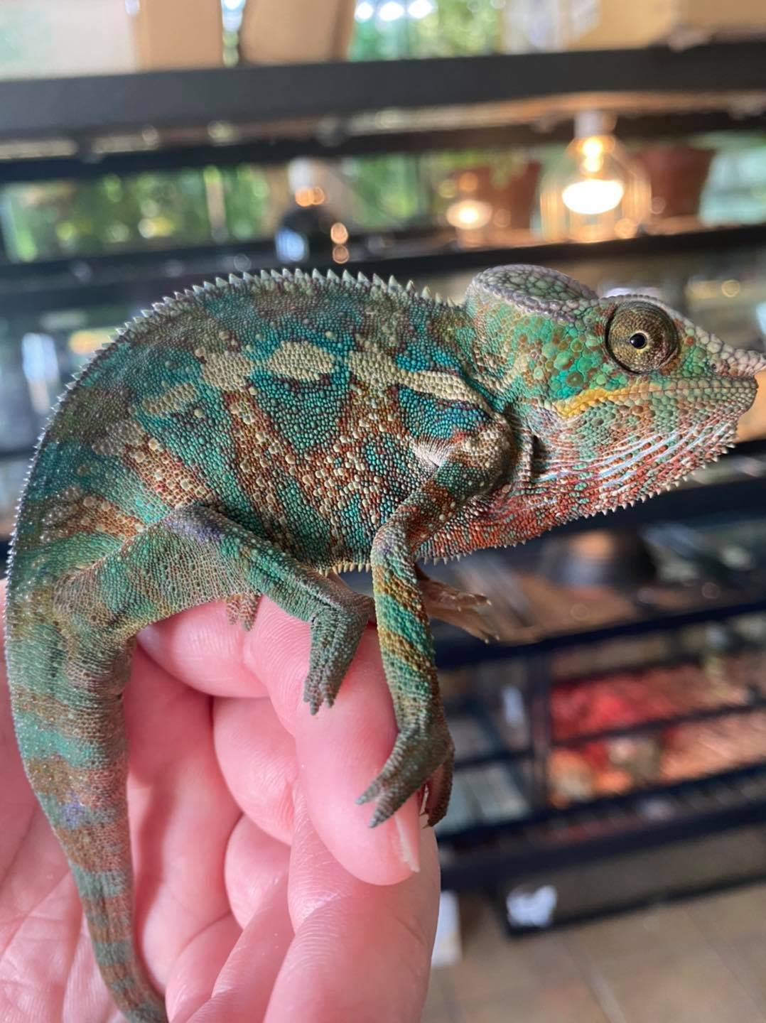 Reptile Pets Direct